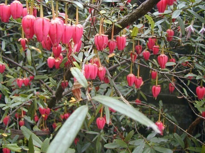 Crinodendron httpswwwburncoosecouksiteimgproductslarg