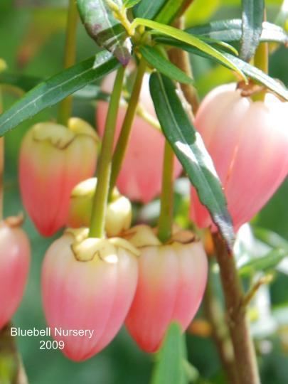 Crinodendron BlueBell Nursery BlueBell Nursery Trees amp Shrubs Crinodendron