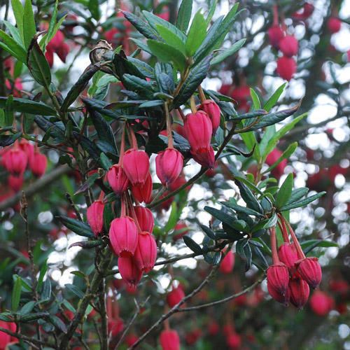 Crinodendron CRINODENDRON HOOKERIANUM SEEDS Chilean Lantern Tree