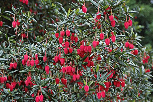 Crinodendron Crinodendron hookerianum Landscape Plants Oregon State University