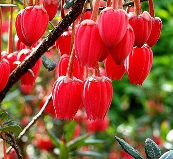 Crinodendron Crinodendron hookerianum Tricuspidaria lanceolata Chilean