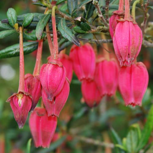 Crinodendron CRINODENDRON HOOKERIANUM SEEDS Chilean Lantern Tree