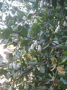 Crinodendron patagua httpsuploadwikimediaorgwikipediacommonsthu