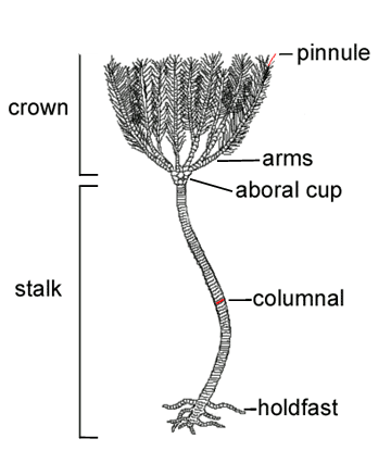 Crinoid Parts of a Crinoid