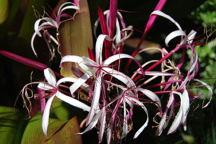 Crinum Crinum Wikipedia