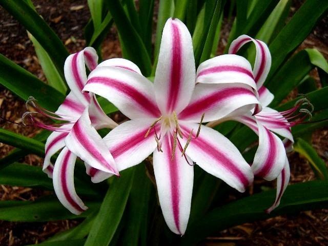 Crinum wwwpacificbulbsocietyorgpbswikifilesCrinumCr