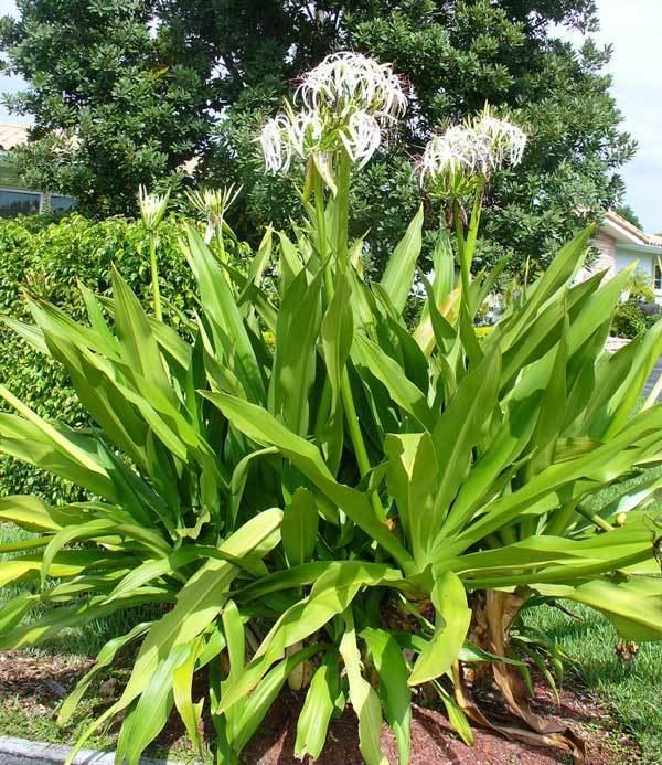 Crinum Crinum Lily Bulbs How To Care For Crinum Lilies