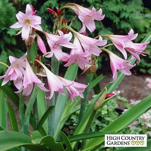 Crinum Crinum powellii Rosea Crinum powellii rosea Crinum Lily Cape