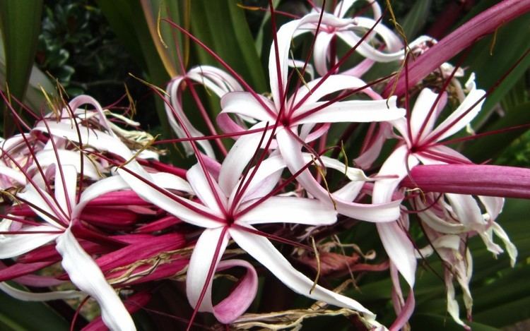 Crinum How to Prune Crinum Lily Miss Smarty Plants