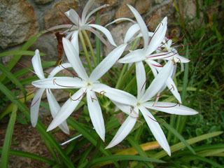 Crinum americanum Crinum americanum American crinum lily NPIN