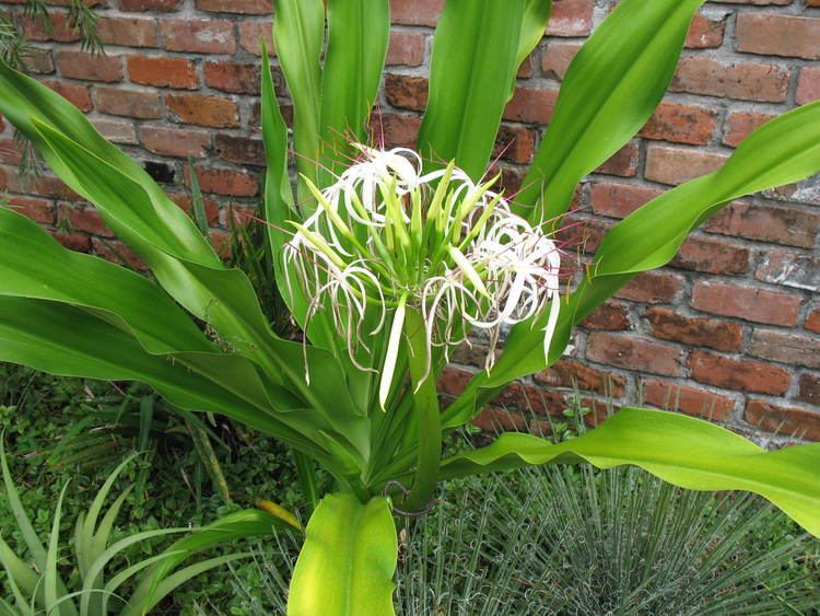 Crinum asiaticum Online Plant Guide Crinum asiaticum Grand Crinum Lily