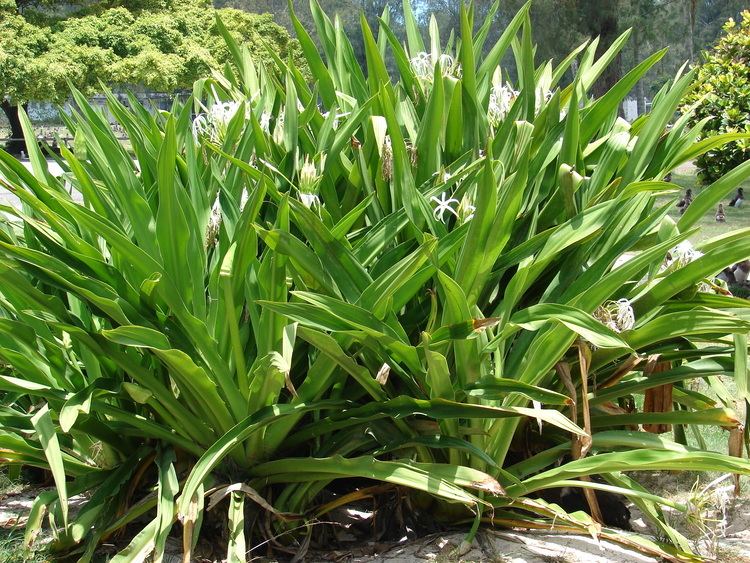 Crinum asiaticum Crinum asiaticum Images Useful Tropical Plants