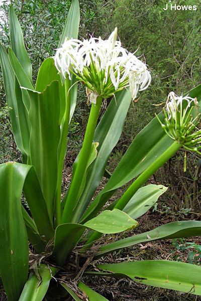 Crinum cpedjpg