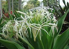 Crinum Crinum asiaticum Wikipedia