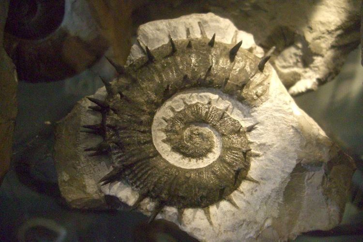 Crioceratites Steinkernde Die FossilienCommunity Fossils on Majorca the