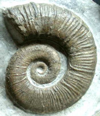 Crioceratites Crioceratites loryi M