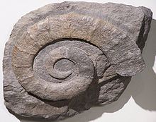 Crioceratites httpsuploadwikimediaorgwikipediacommonsthu