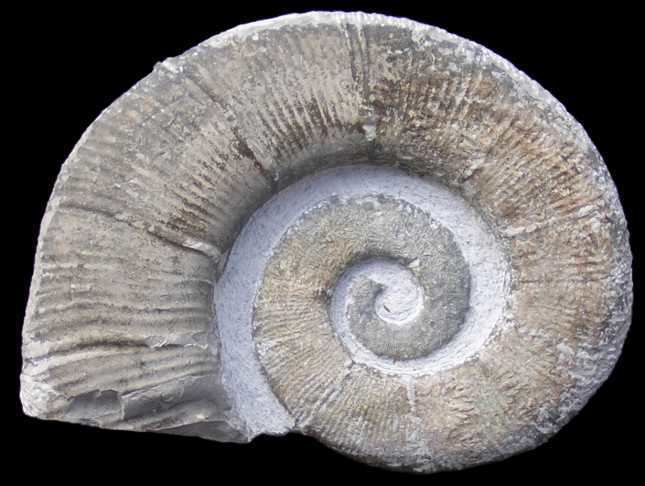 Crioceratites Crioceratites duvali