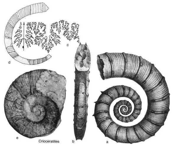 Crioceratites genre Crioceratites