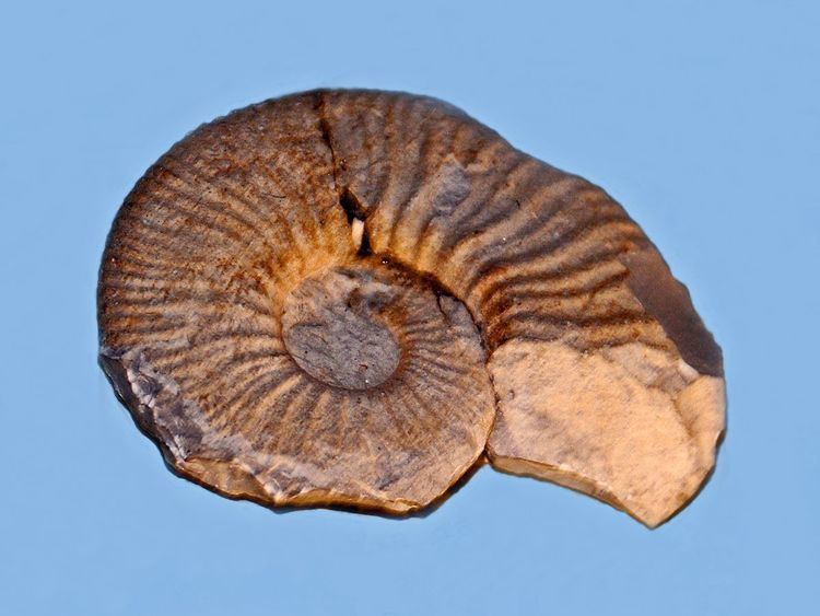 Crioceratitidae