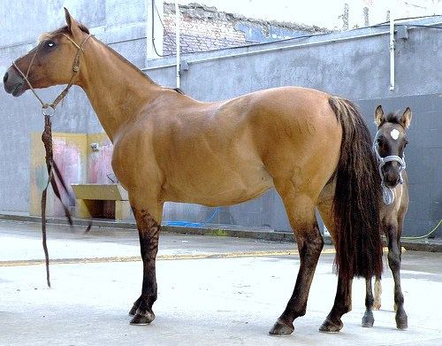 Criollo horse Pinterest The world39s catalogue of ideas