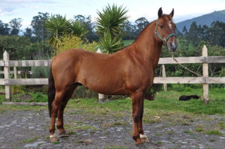 Criollo horse Criollo Horse History of the Criollo breed