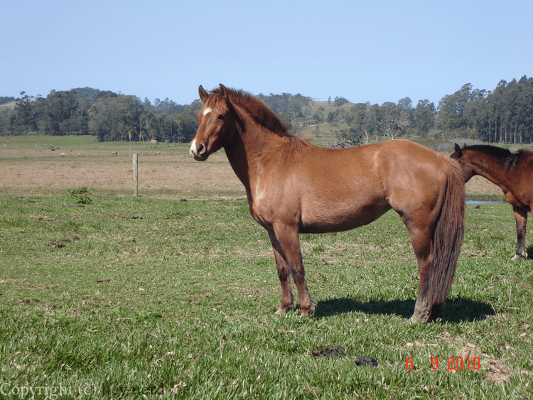 Criollo horse Criollo Horse Info Origin History Pictures Horse Breeds