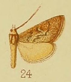 Criophthona sabulosalis