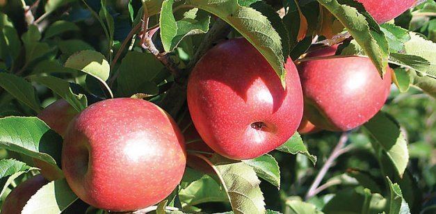 Cripps Pink Cripps Pink is in expansion mode Good Fruit Grower