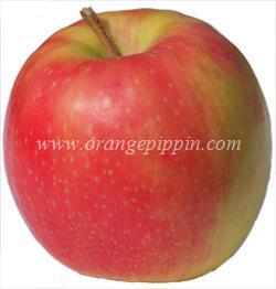 Cripps Pink httpswwworangepippincomopimagesashxipinkl