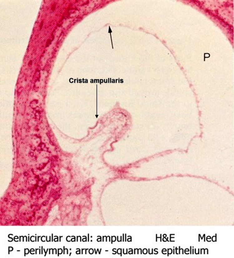 Crista ampullaris