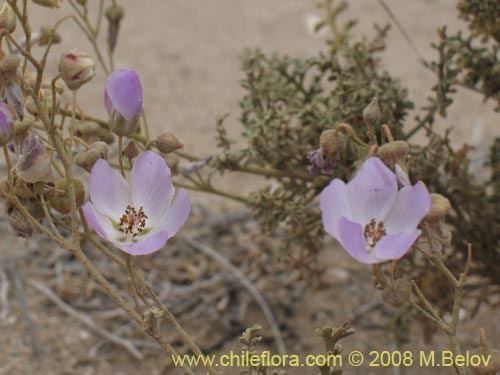 Cristaria (plant) wwwchilefloracomFlorachilenaImagesHighNEIMG1