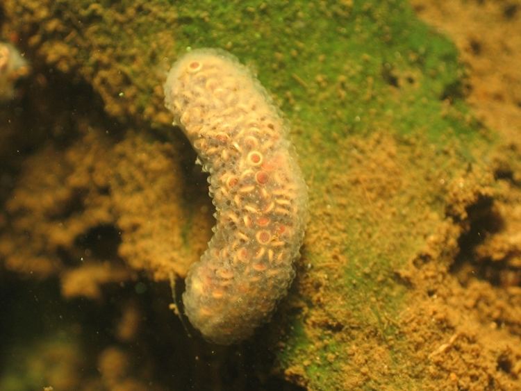 Cristatella Cristatella mucedo