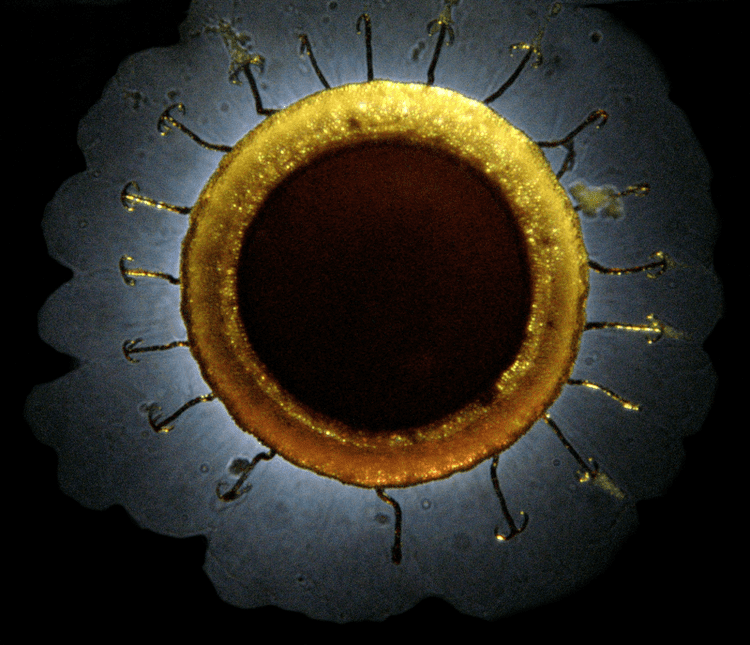 Cristatella MicUK Freshwater Bryozoans