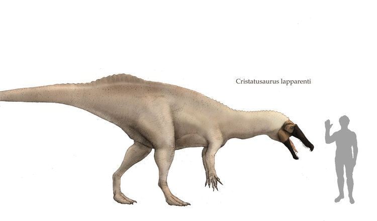 Cristatusaurus Cristatusaurus by Hyrotrioskjan on DeviantArt