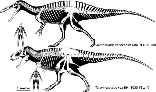 Cristatusaurus Cristatusaurus Pictures amp Facts The Dinosaur Database