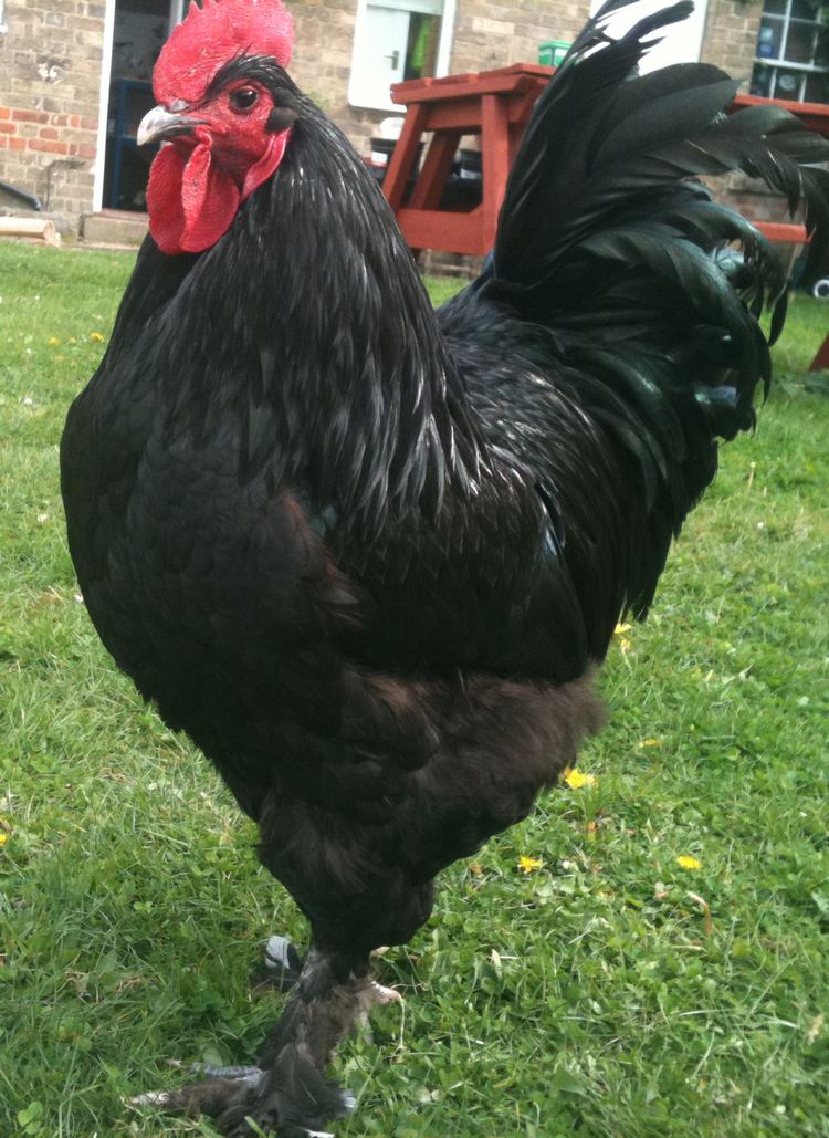 Croad Langshan Croad Langshan For Sale Chickens Breed Information Omlet