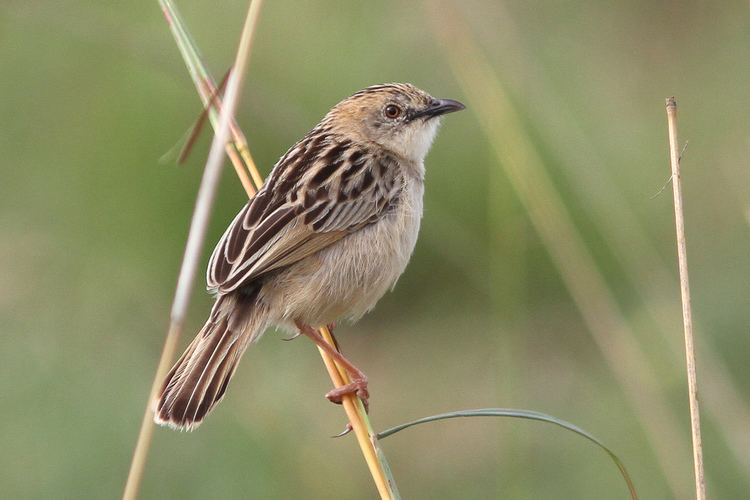 Croaking cisticola Croaking Cisticola 111116 Cisticola natalensis We stopped Flickr