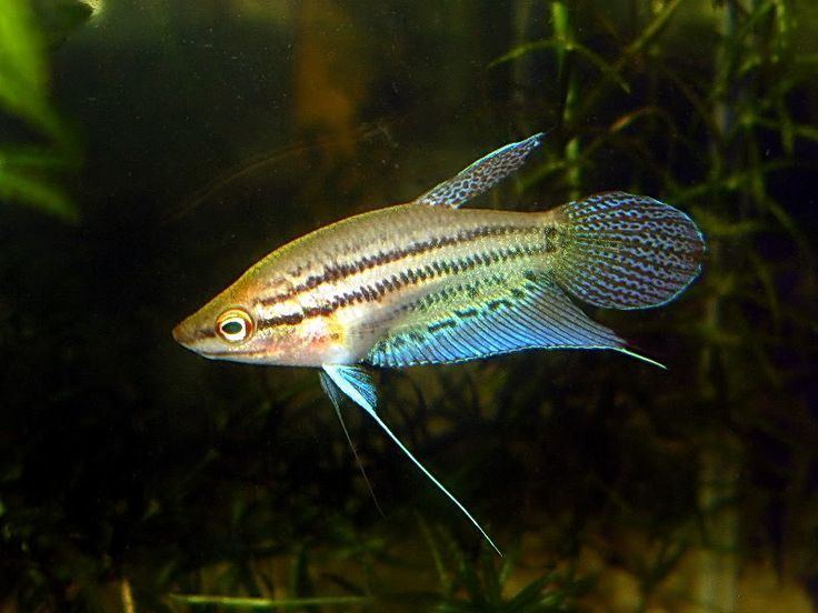 Croaking gourami - Alchetron, The Free Social Encyclopedia