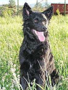 Croatian Sheepdog httpsuploadwikimediaorgwikipediacommonsthu