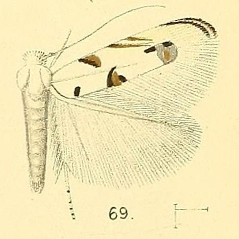 Crobylophora metallifera