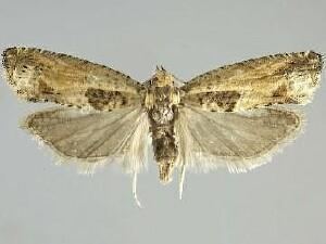 Crocidosema plebejana Moth Photographers Group Crocidosema plebejana 3274