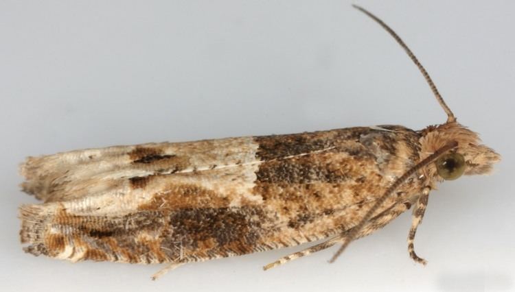 Crocidosema plebejana 261 Crocidosema plebejana Southern Bell British Lepidoptera