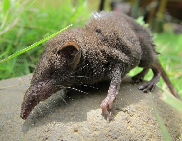 Crocidura New Species Mammals39Planet