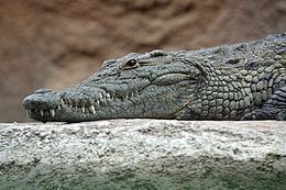 Crocodile Crocodile Wikipedia