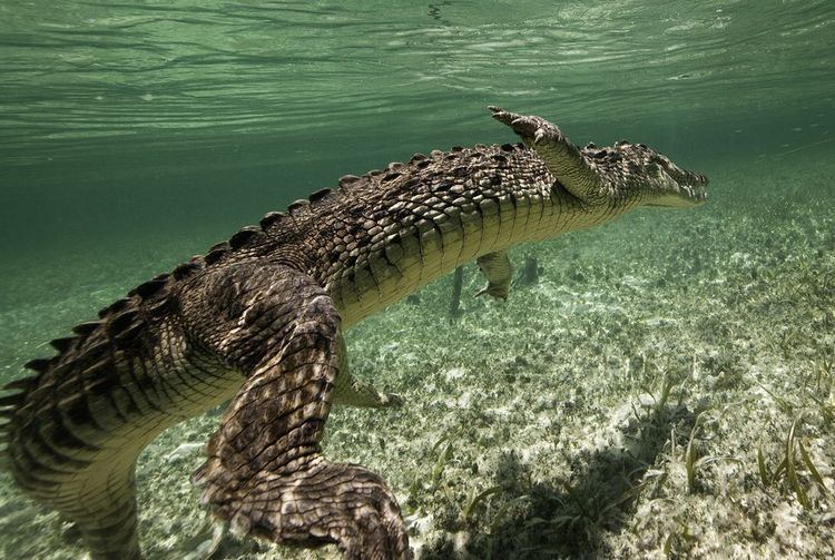 Crocodile American Crocodiles American Crocodile Pictures American Crocodile