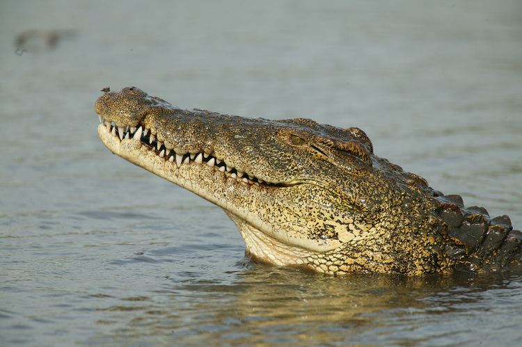 Crocodile How Nile Crocodiles Are Bigger and Badder Than Alligators