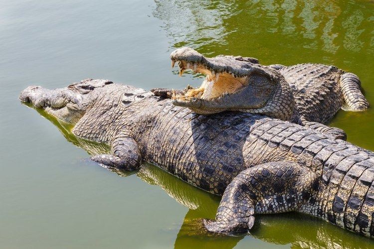 Crocodile Crocodiles Facts amp Pictures