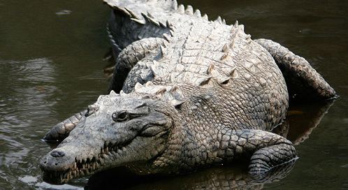 Crocodile Crocodile Basic Facts About Crocodiles Defenders of Wildlife