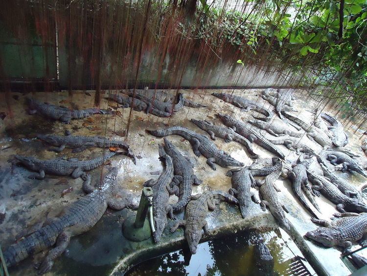 Crocodile farming in the Philippines